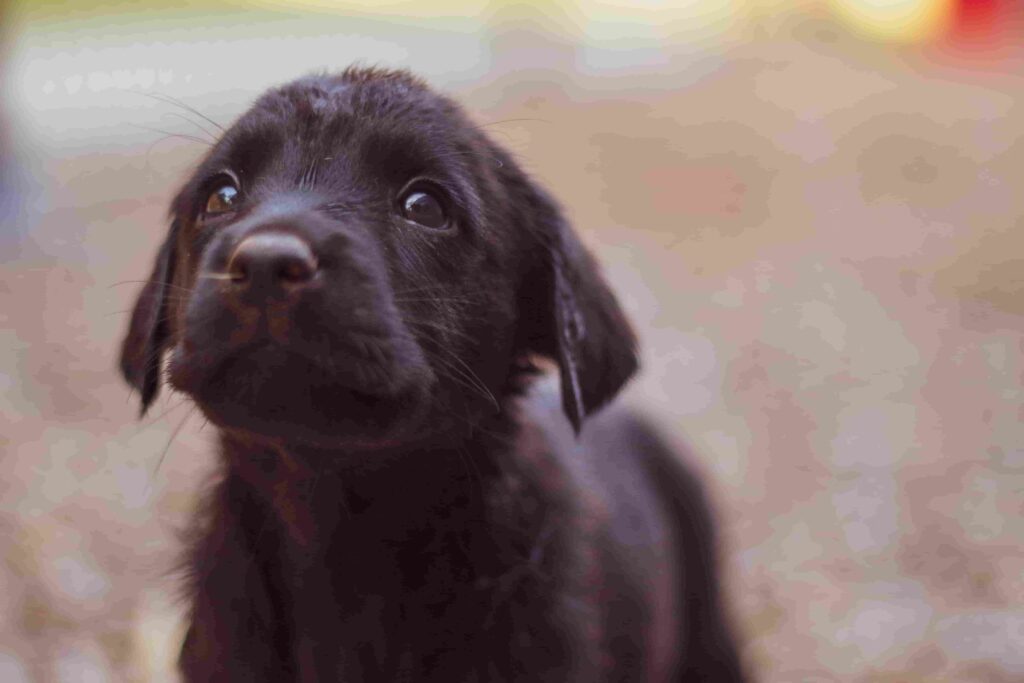 Det bedste hundefoder til hvalpe Hvalpefoder og hundemad