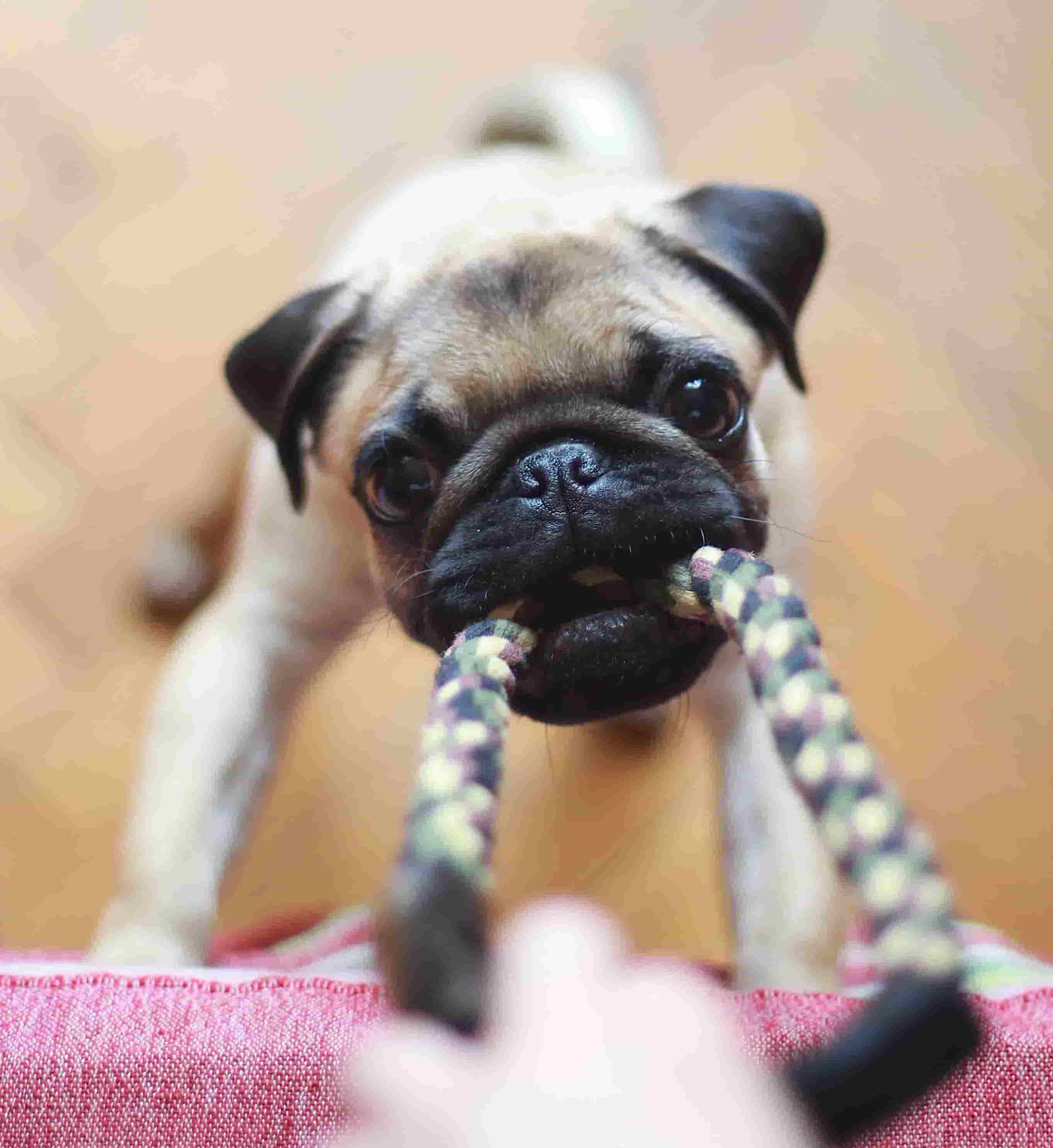 om hundehvalpe indkøb og legetøj til hundehvalpe