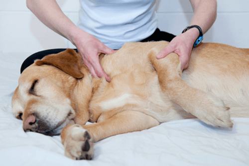 hunde massage børste